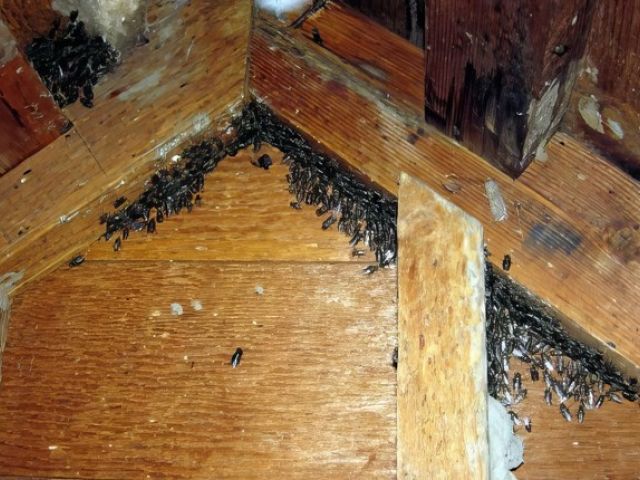 adur-pest-control (2)-kireth-ai